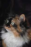 Lucy , la presse 3 couleurs