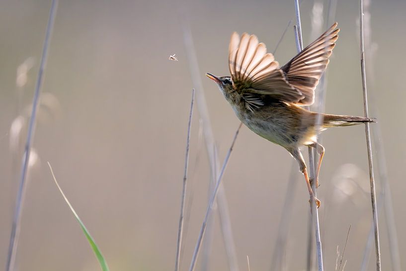 RIetzanger jaagt op mugje van Jeroen van Deel