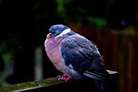 Pigeon ramier sous la pluie