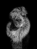 Black n White Lama