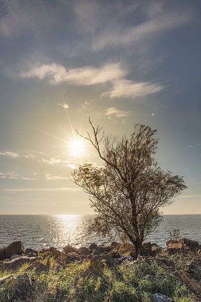 Arbre dans le contre-jour du soleil au bord du lac IJsselmeer par Harrie Muis