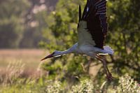 Storch hebt in der hellen Nachmittagssonne ab