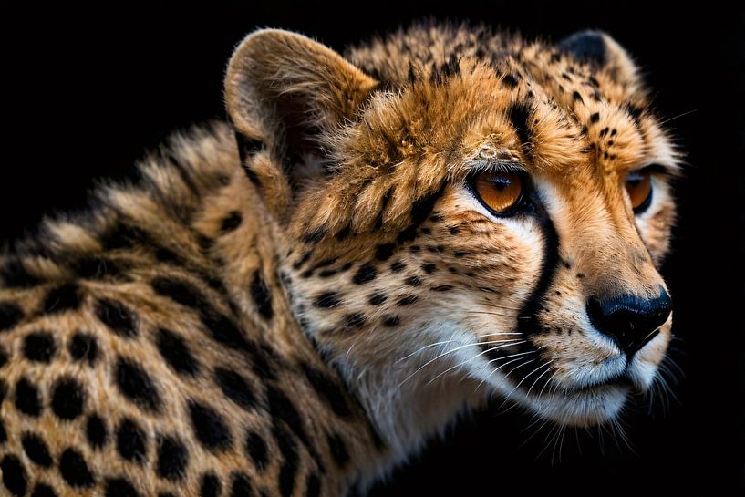 Gros plan impressionnant sur un guépard par Art & Soul Creations