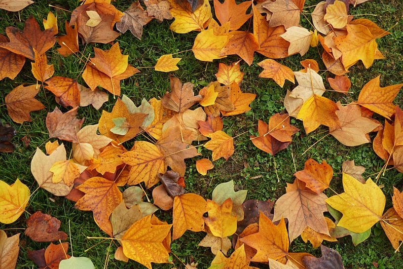 Herbstbätter von Toni Stauche