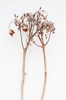 Hortensie dramatica II