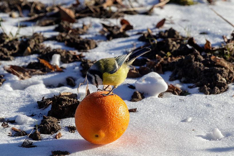 Blue tit with orange by Anjo ten Kate