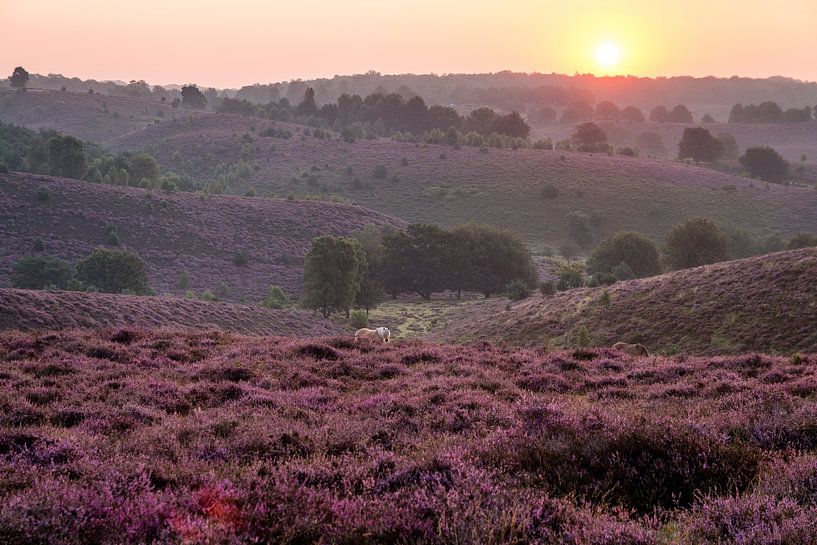 Posbank 12 von Nuance Beeld