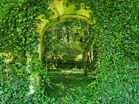 Mysterious gate in the forest