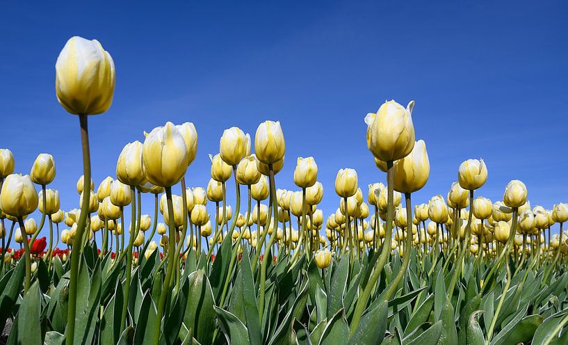 Champ de tulipes blanc-jaune avec un ciel bleu clair par Peter Bartelings