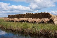 Rietstapels in de Wieden