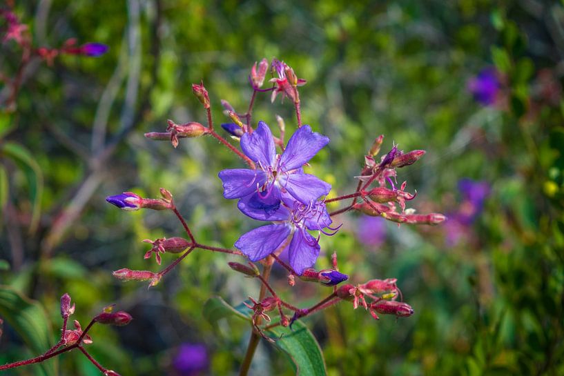 Schönes Bild der Prinzessinnenblume in der Chapada Diamantina von Castro Sanderson