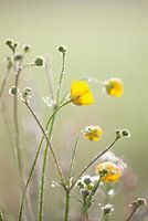 Butterblumen am Morgen