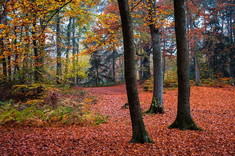 Red Carpet by wimke247