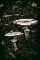 Herbstliche Sonnenschirme