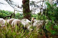 Neugieriger Blick unter den Kiefern