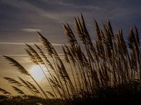 Ornamental grass against the background of the rising sun.