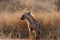 Hyena in de zon