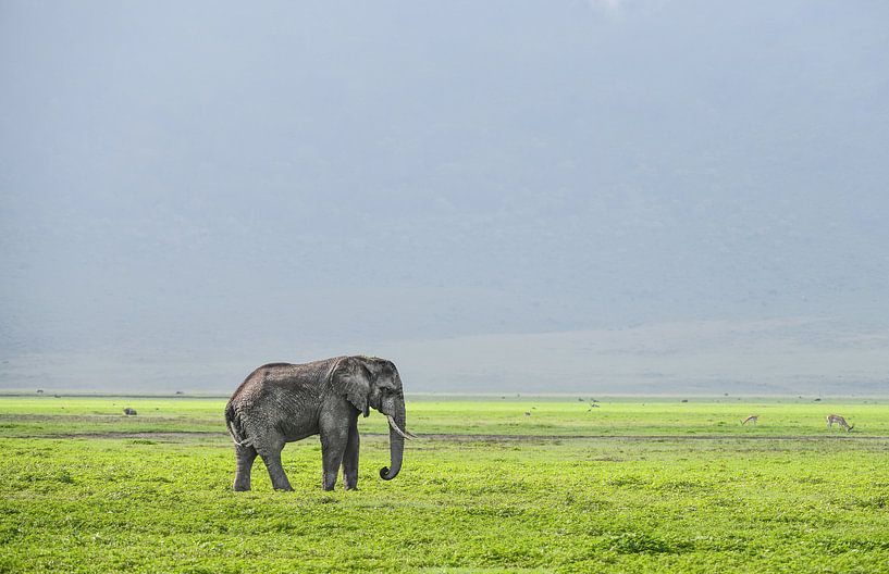 Elephant by Robert Styppa