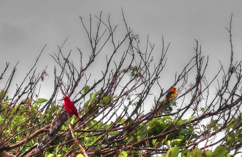Birds by BL Photography