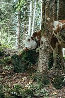 Majestic Cow in the Swiss Alps