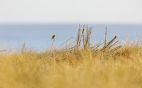 Yellow Wagtail enjoys the view