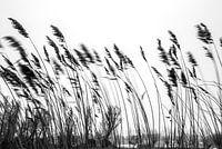 reeds