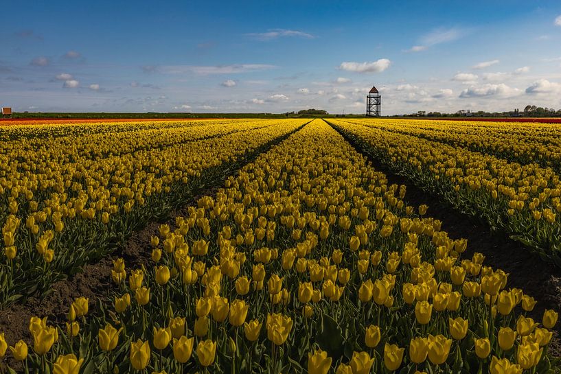 champ de tulipes jaunes par peterheinspictures