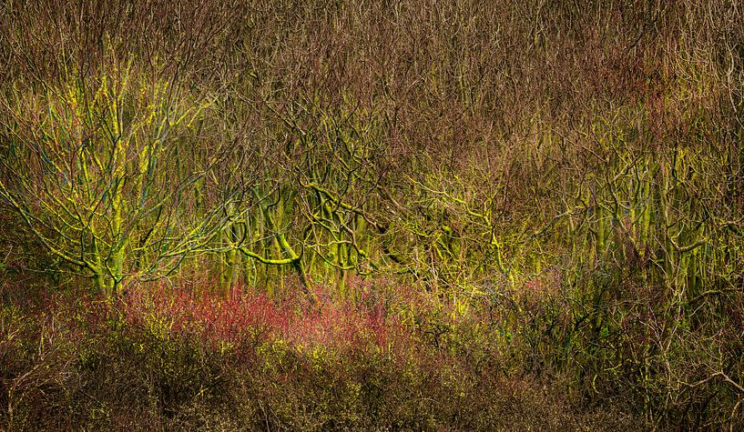 0437 La brousse par Adrien Hendrickx