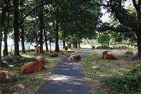 Vreedzaam Samenzijn: Schotse Hooglanders