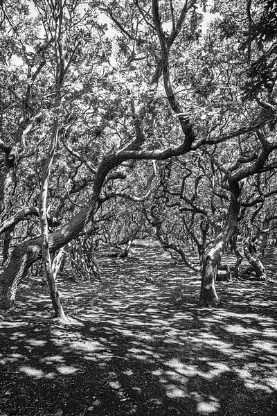 In den Wald von Tonia Beumer