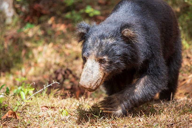Sloth bear of Sri lanka very relaxed, by Ton Tolboom