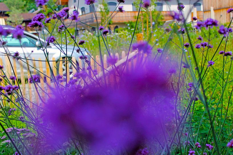 Verbena officinalis von M.A. Ziehr