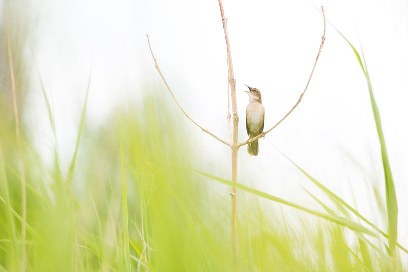 Schnurrbart in Grün von Danny Slijfer Natuurfotografie