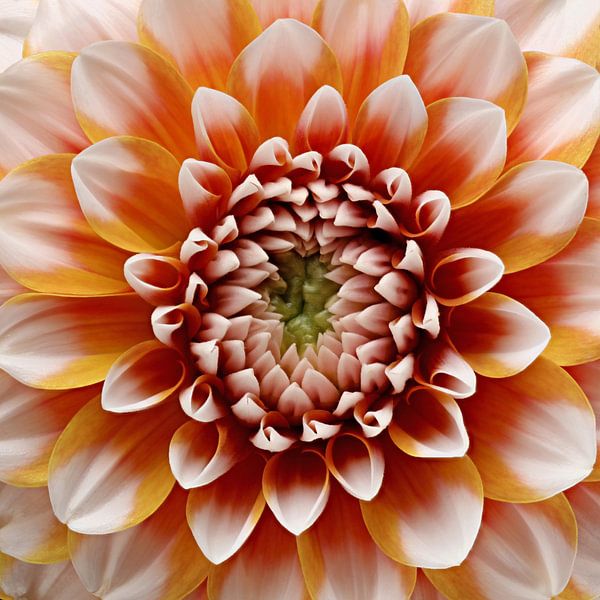 Dahlia 'Tangerine Dream par Paul Heijmink