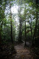 Mitten im costa-ricanischen Dschungel