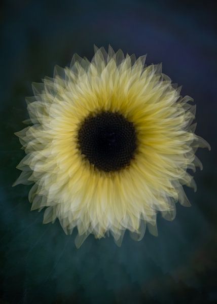 Sonnenblume von Christien van der Veen Fotografie