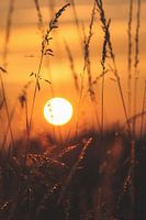 Sunrise over a meadow