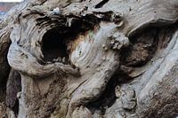 Speld in een boomberg