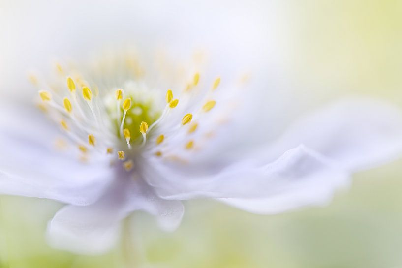 Anemone Beauty by Mandy Disher