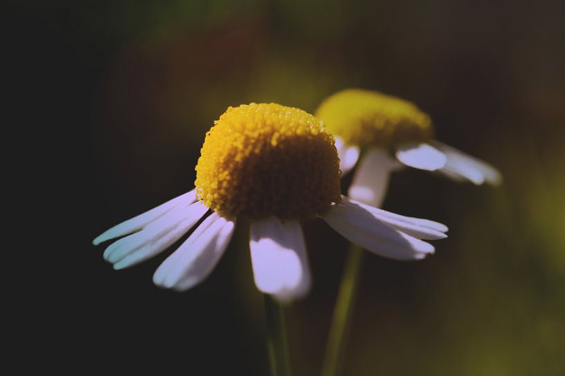 isn't she lovely von Franklin