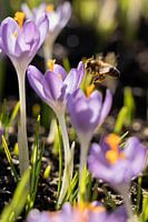 Crocus with bee