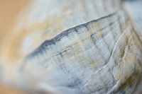 Détail d'un coquillage