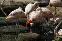 Flamingos