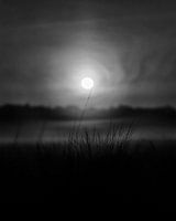 Nebliger Sonnenaufgang in Schwarz-Weiß