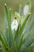 Snowdrop