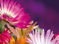 Fleur I - Blumen - Blumen