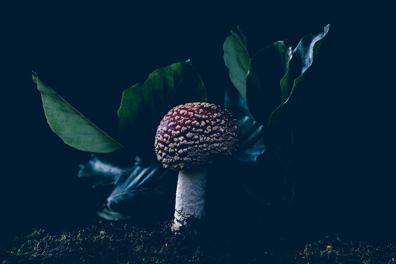 lone round fly agaric by Ribbi