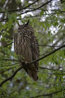 Chouette dans l'arbre