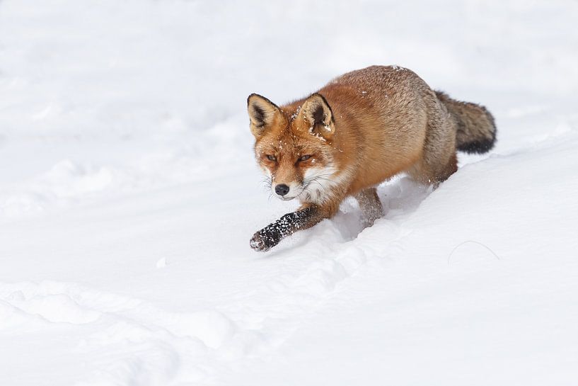 Fuchs im Schnee von Menno Schaefer