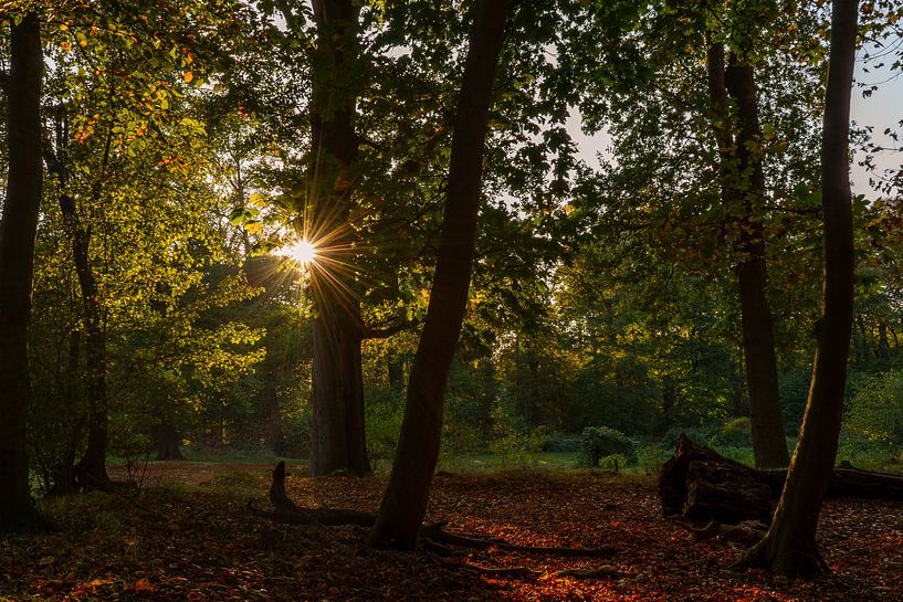 Die Sonne in einem dunklen Wald von Renate Winder
